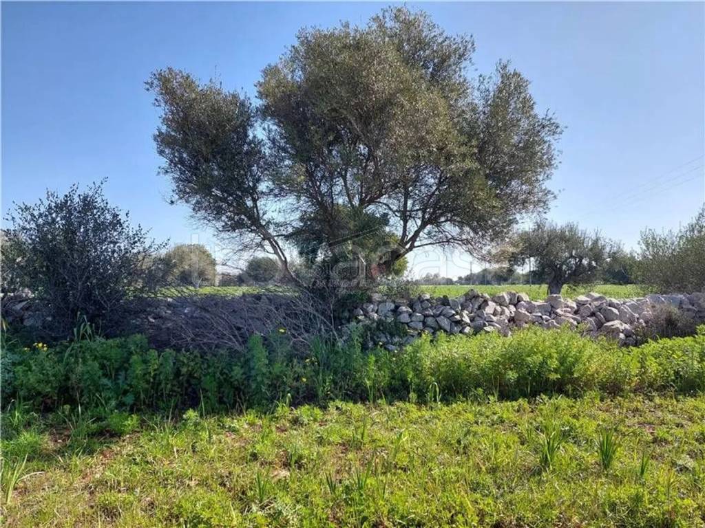 immagine annuncio 6 di 13