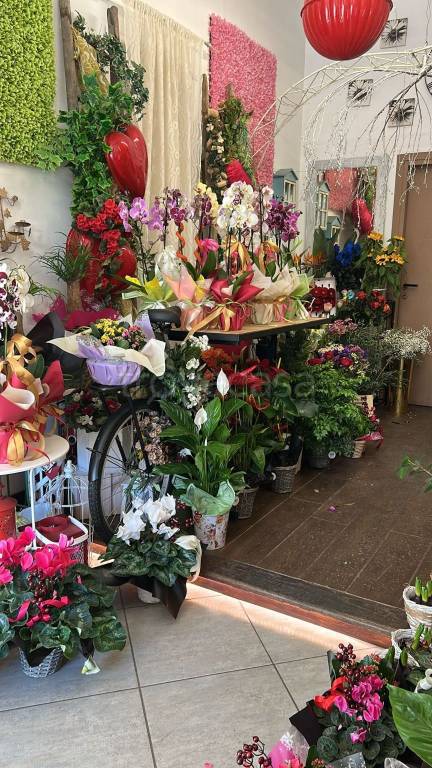 immagine annuncio 5 di 15