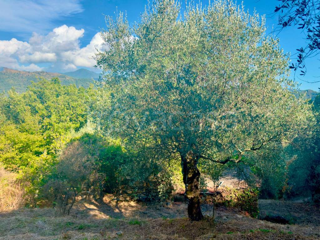 immagine annuncio 5 di 11