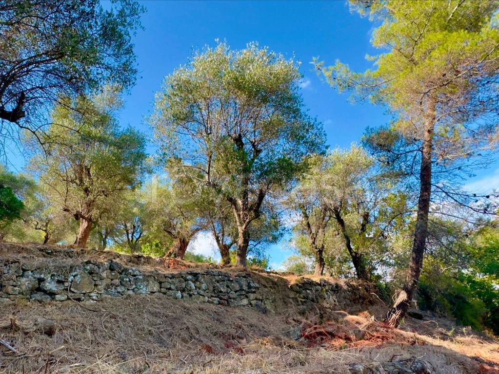 immagine annuncio 9 di 11