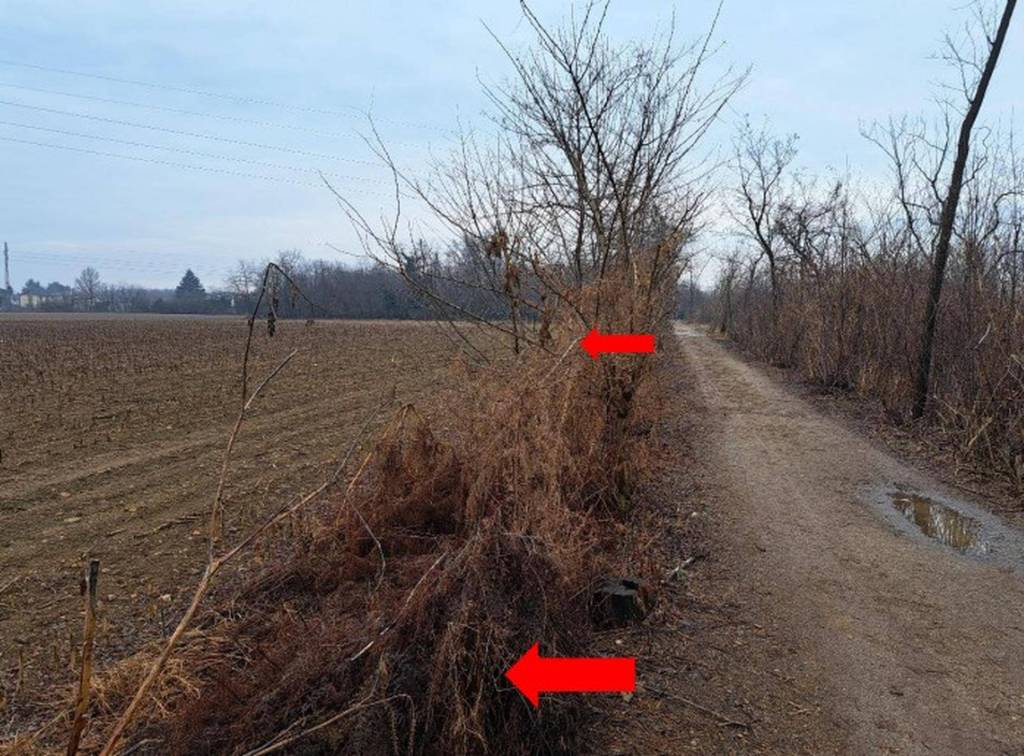 immagine annuncio 4 di 11