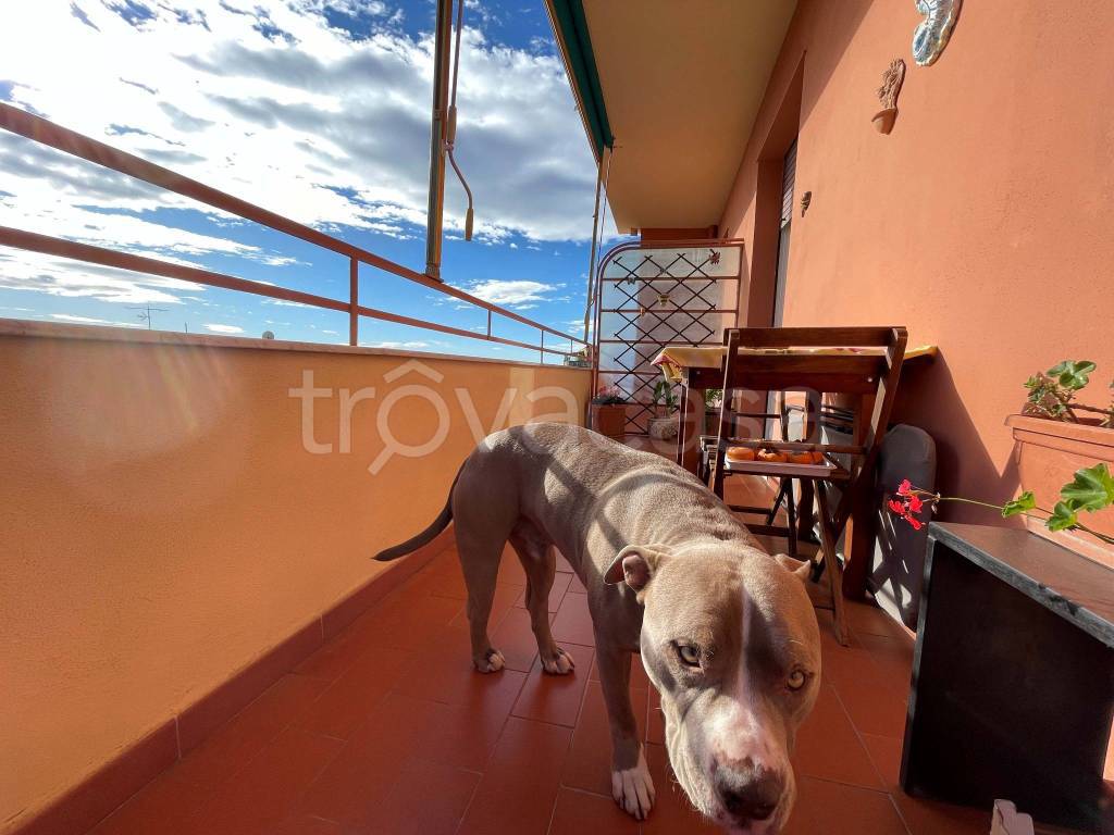 immagine annuncio 9 di 15