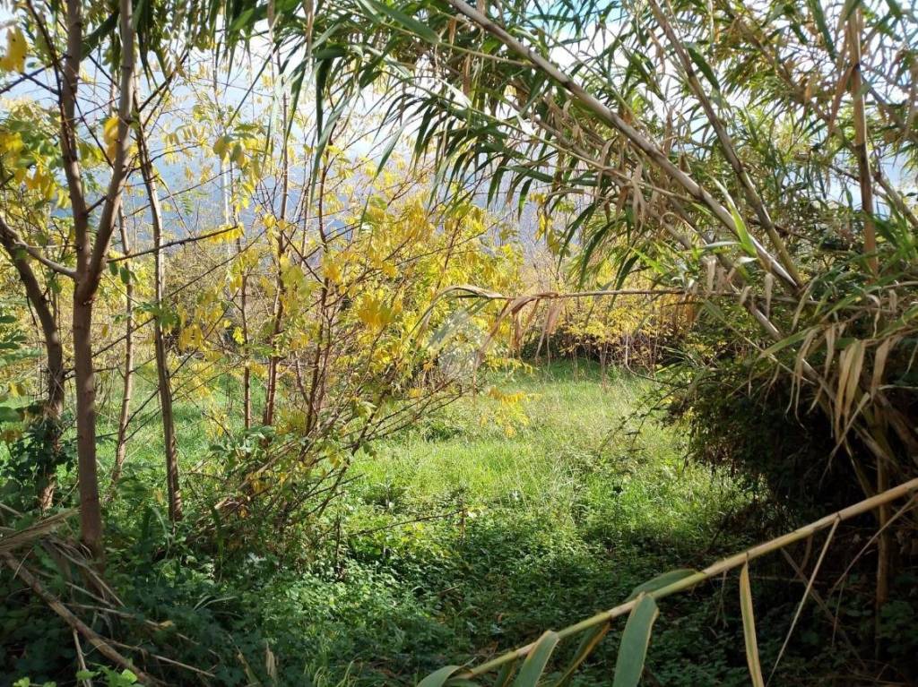 immagine annuncio 5 di 14