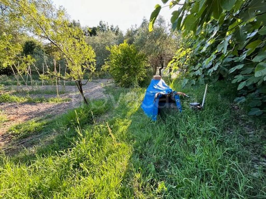 immagine annuncio 3 di 12