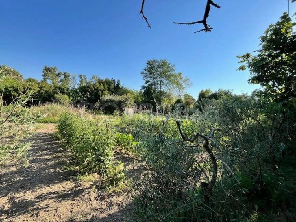 immagine annuncio 4 di 12