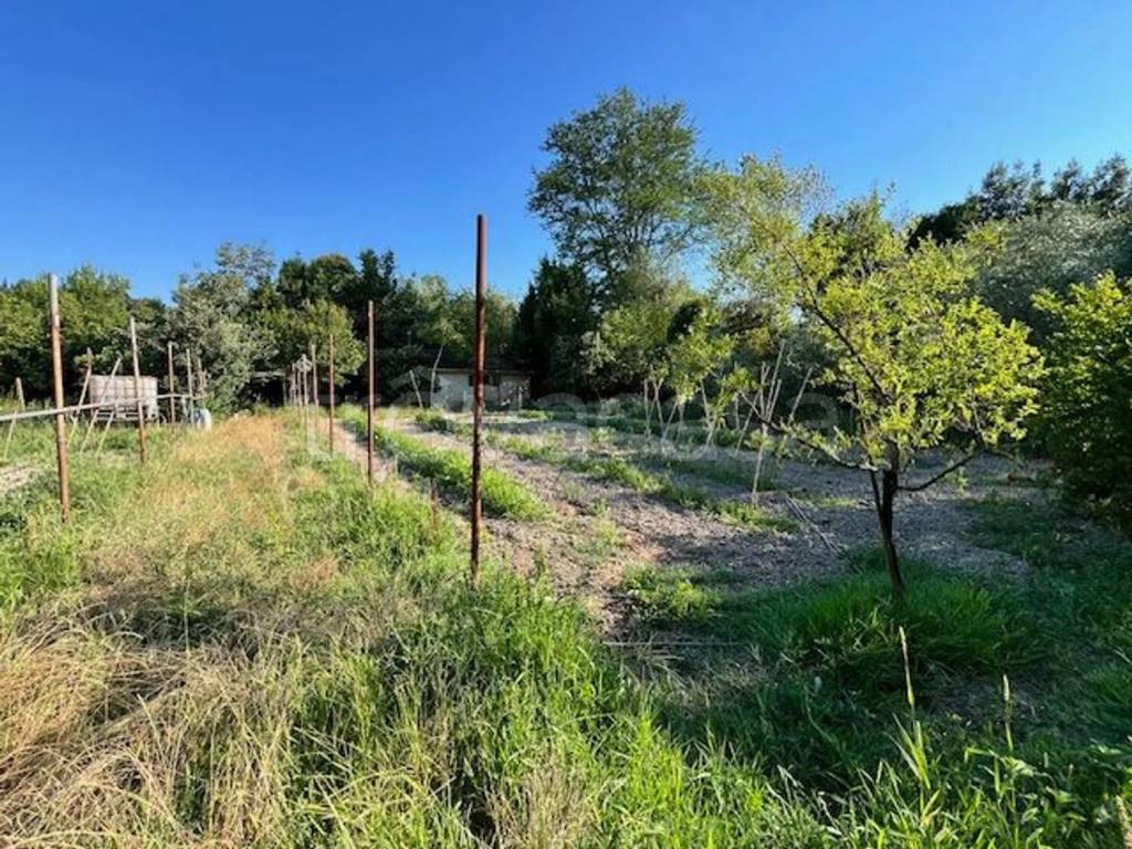 immagine annuncio 10 di 12