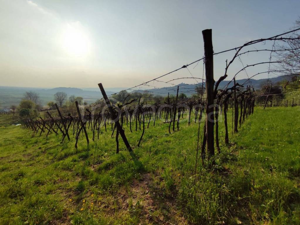 immagine annuncio 4 di 7