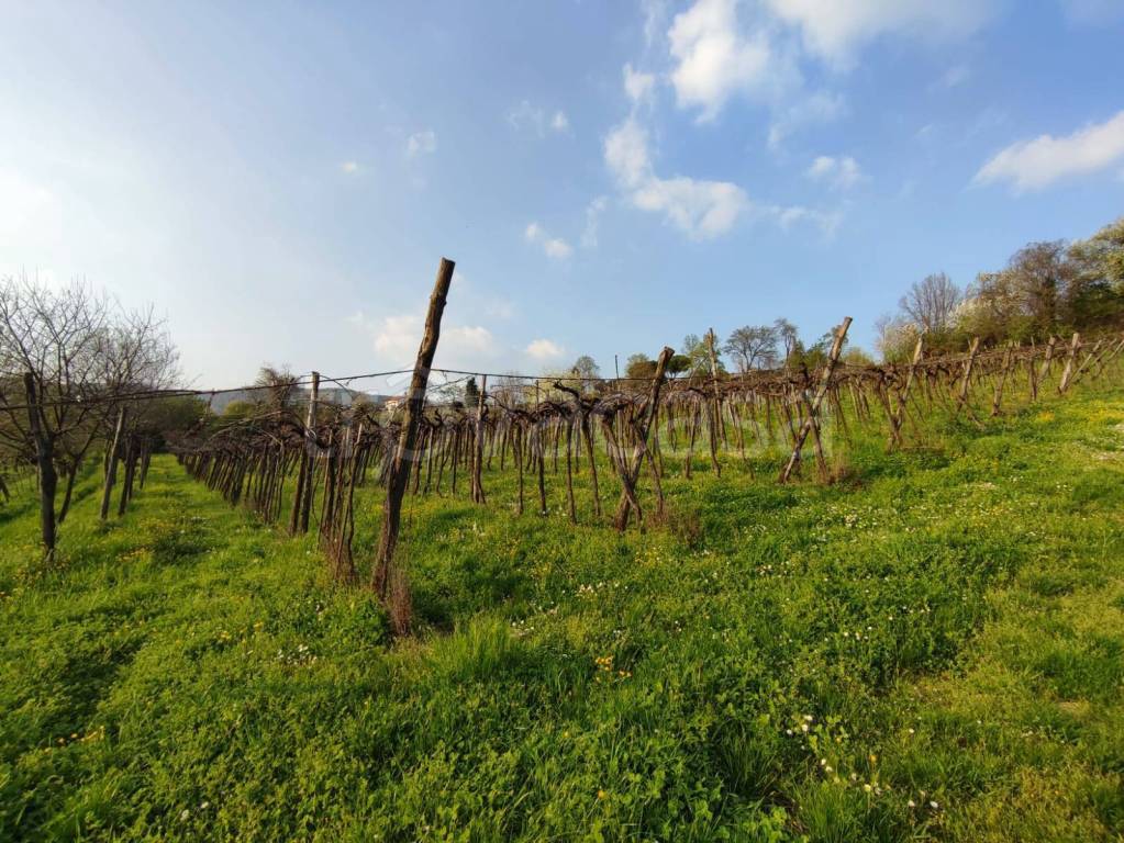 immagine annuncio 6 di 7