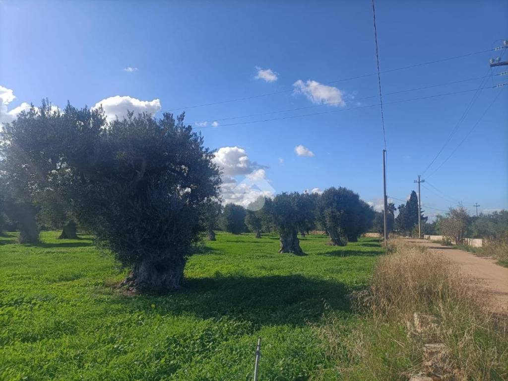 immagine annuncio 9 di 14