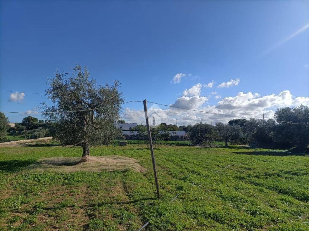 immagine annuncio 11 di 14