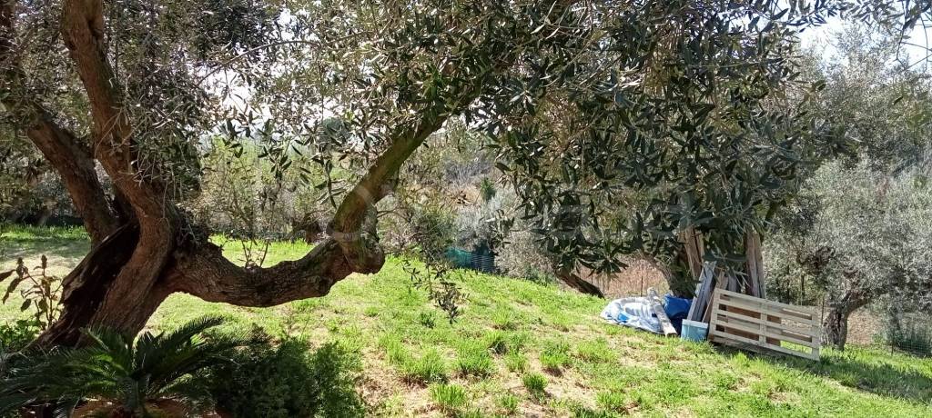 immagine annuncio 5 di 9