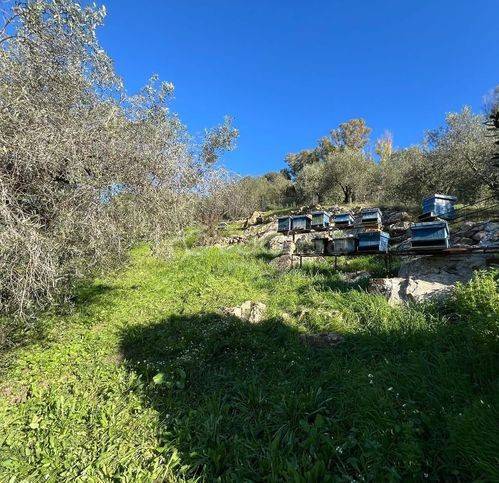 immagine annuncio 3 di 8