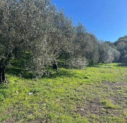 immagine annuncio 4 di 8