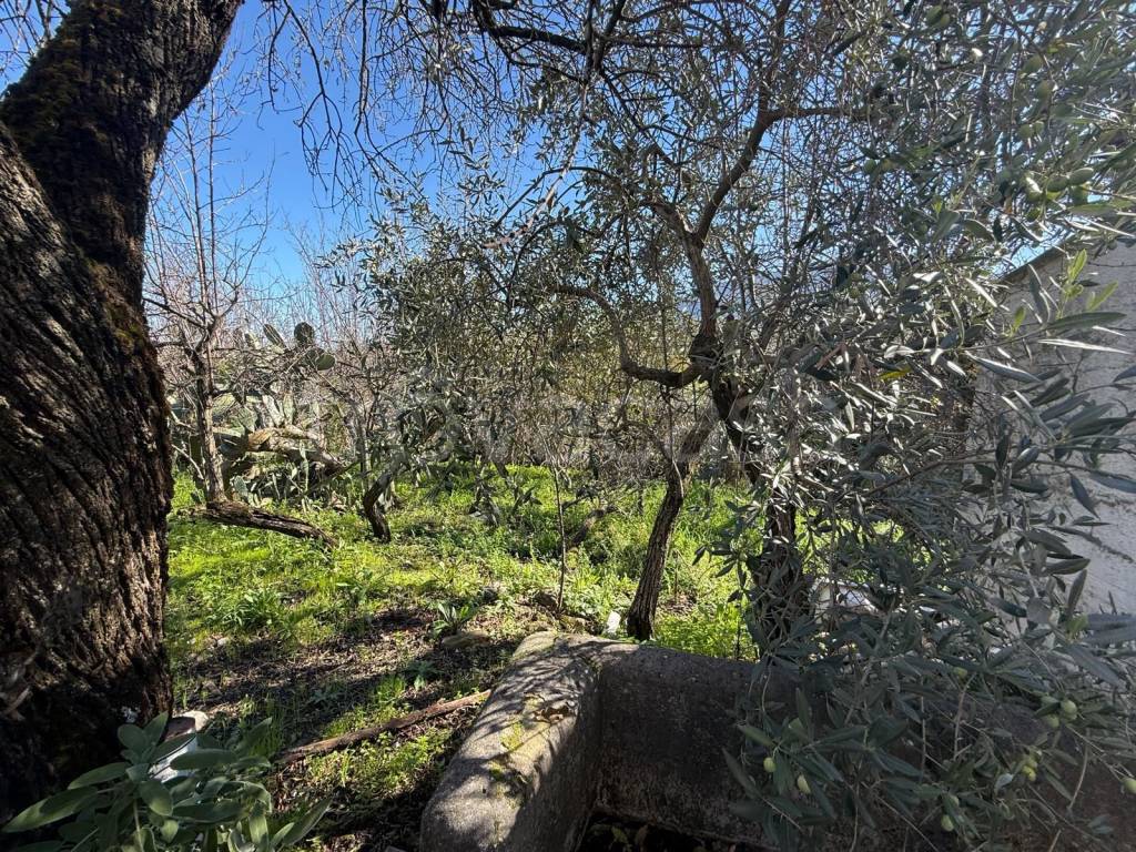 immagine annuncio 9 di 14