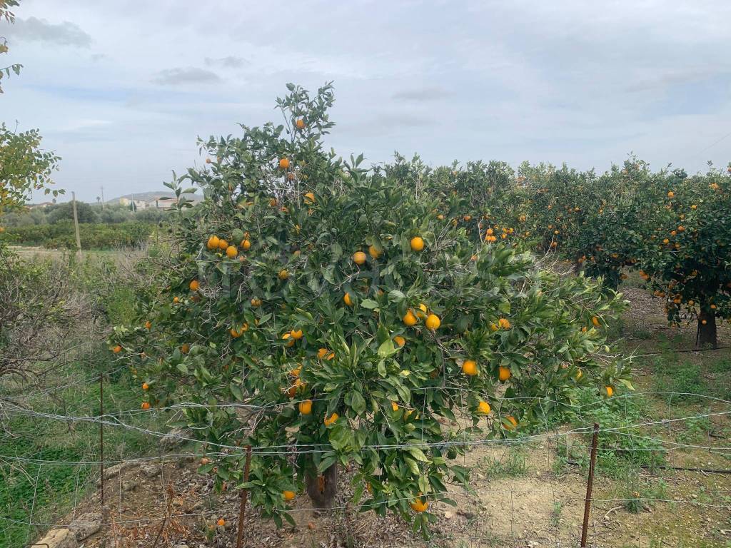 immagine annuncio 4 di 11