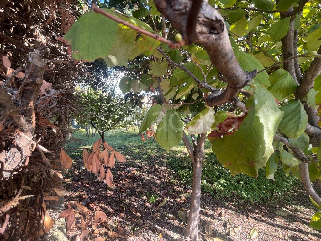 immagine annuncio 5 di 8