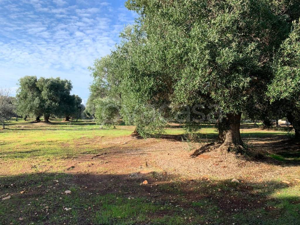 immagine annuncio 3 di 9