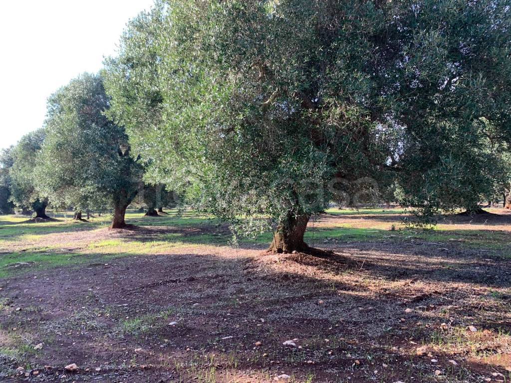 immagine annuncio 6 di 9