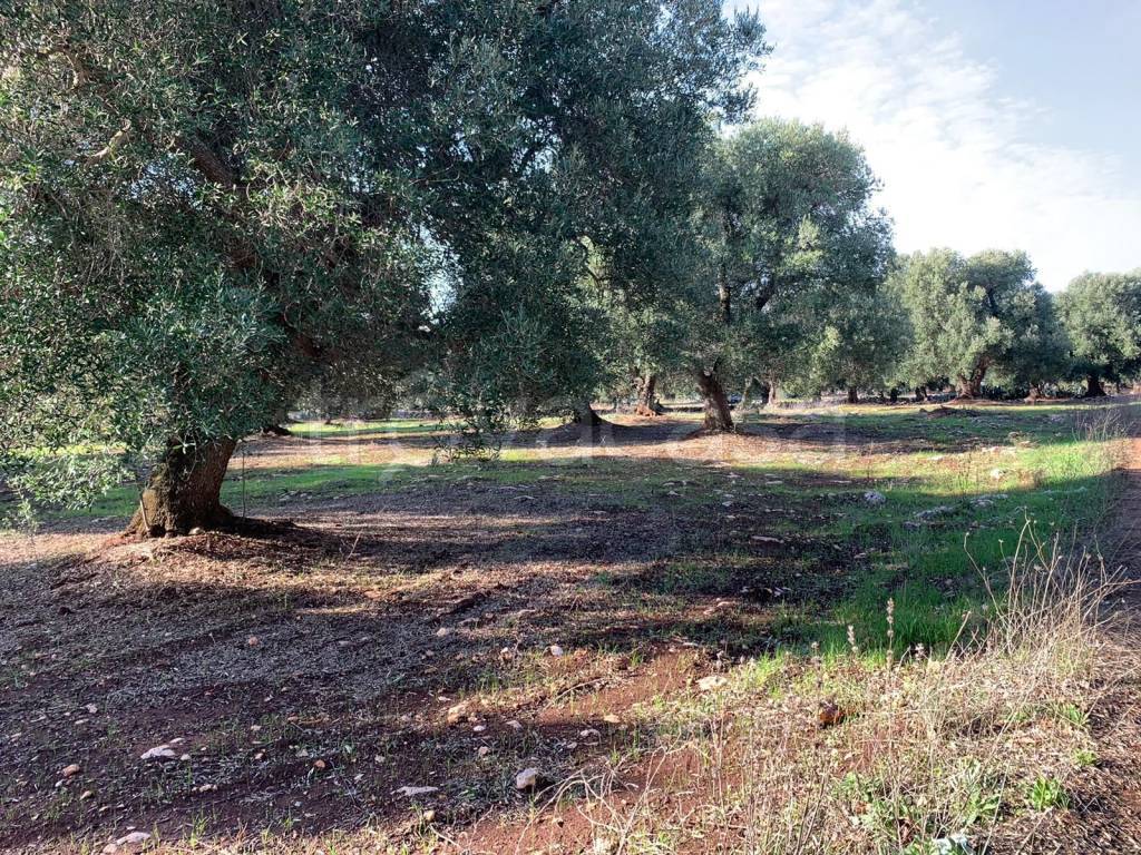 immagine annuncio 7 di 9