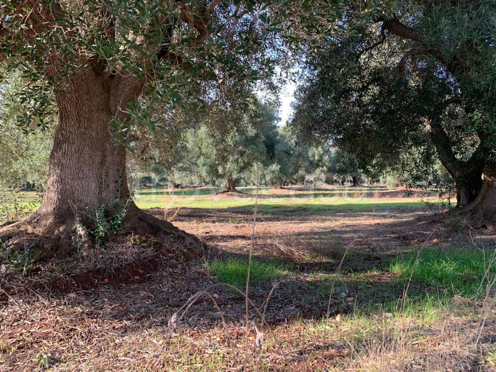 immagine annuncio 8 di 9