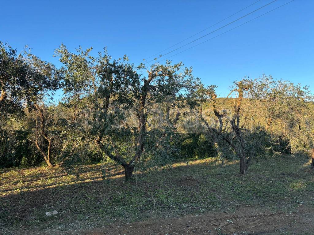 immagine annuncio 7 di 13