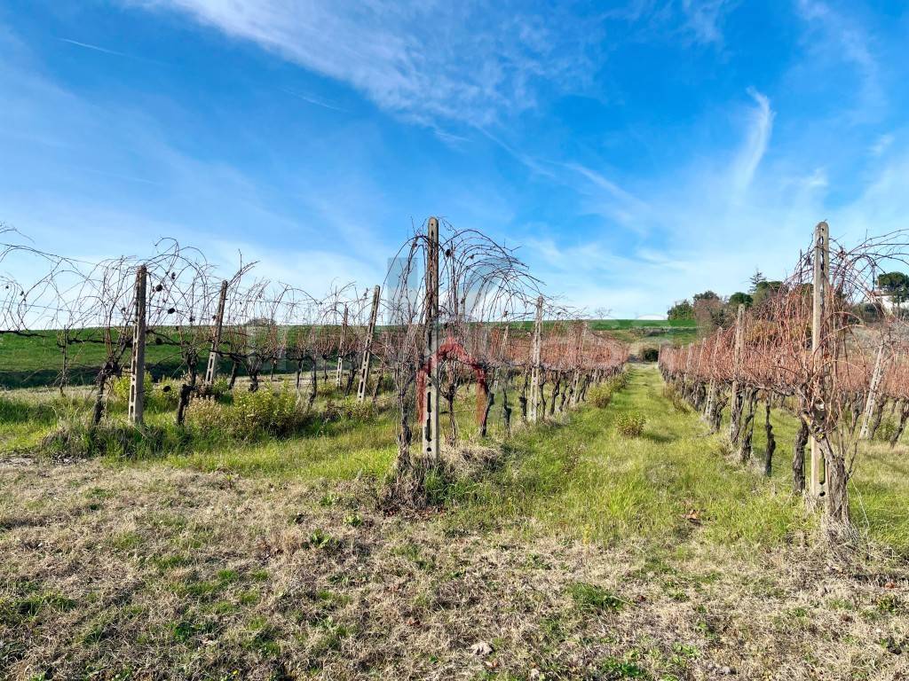 immagine annuncio 11 di 14