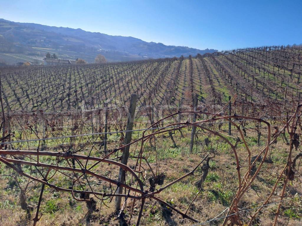 immagine annuncio 4 di 14