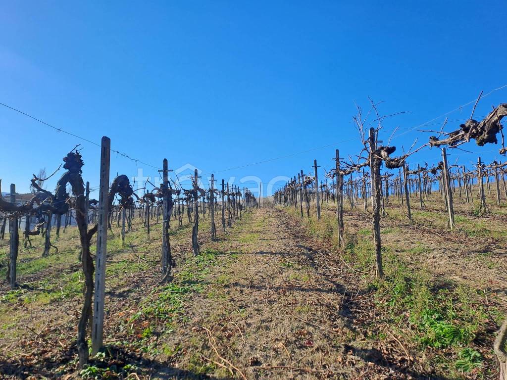 immagine annuncio 11 di 14