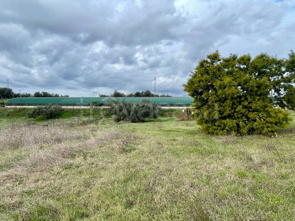 immagine annuncio 12 di 15