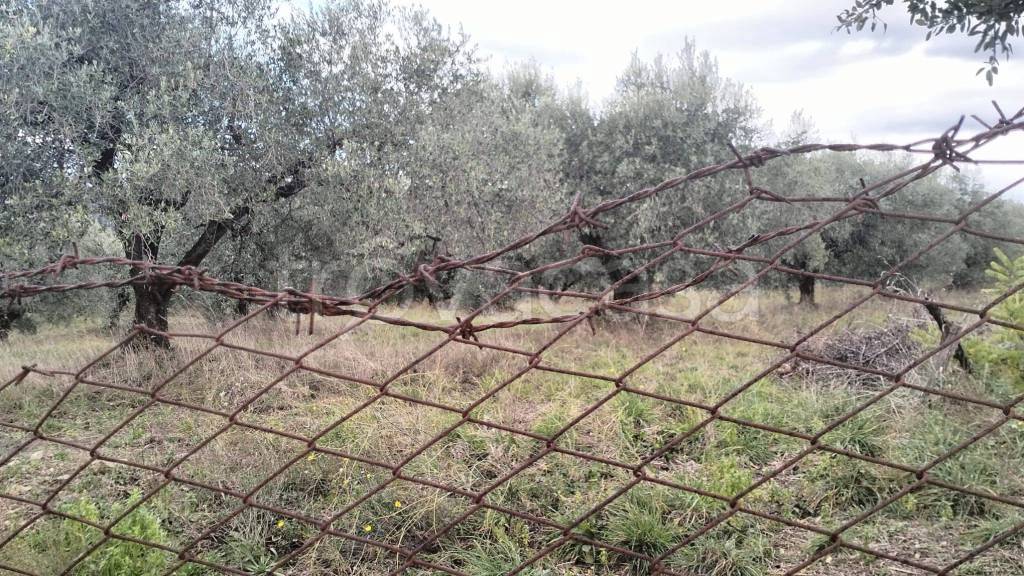 immagine annuncio 2 di 7