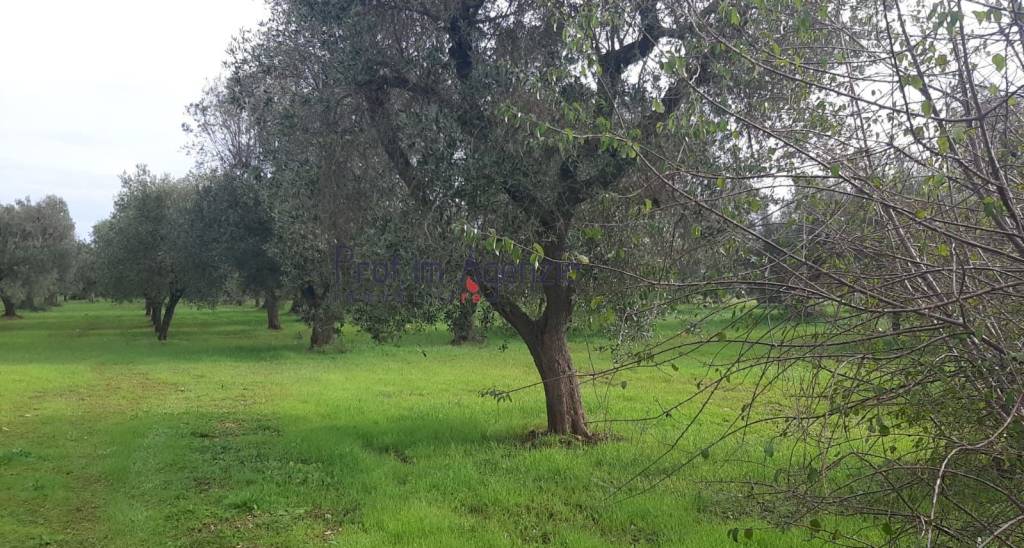 immagine annuncio 2 di 6