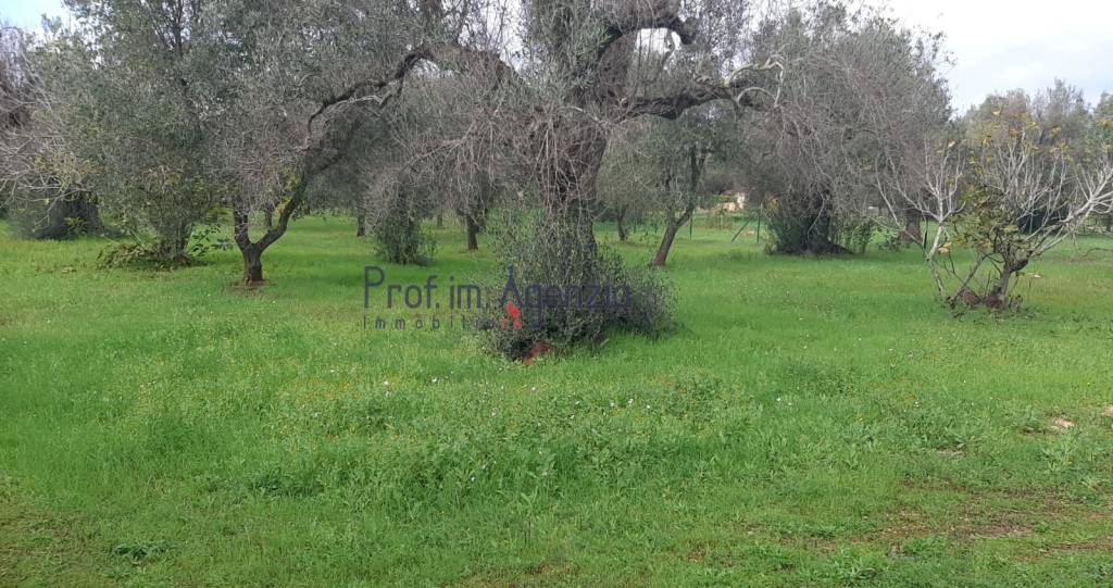 immagine annuncio 4 di 6