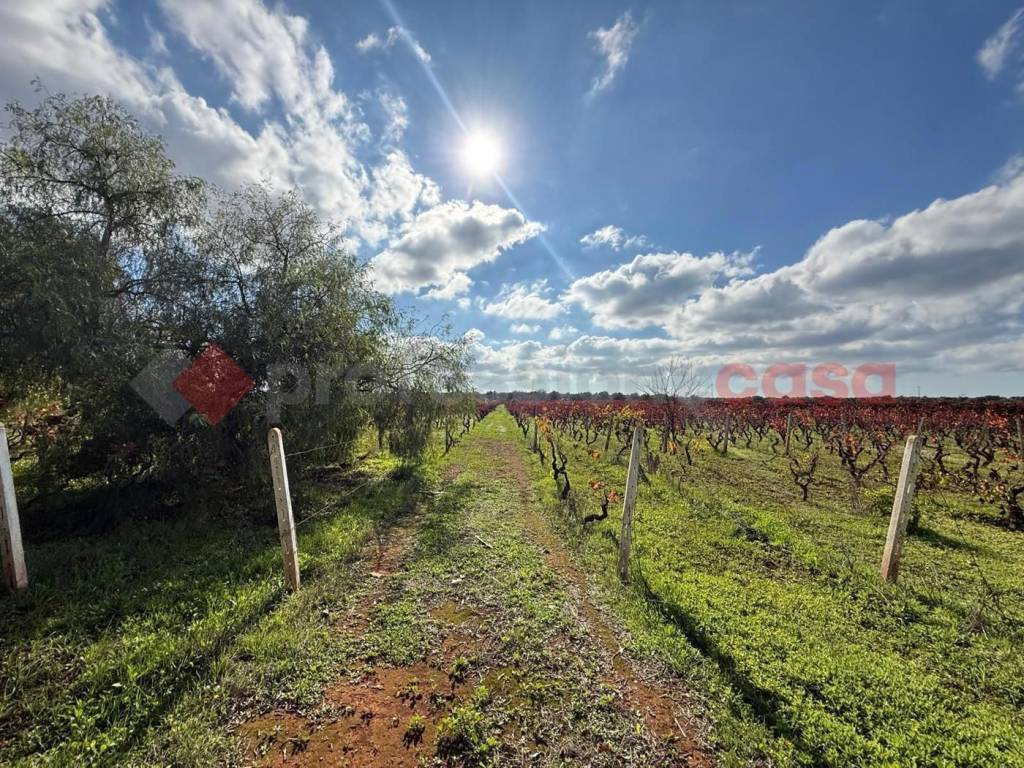 immagine annuncio 2 di 14