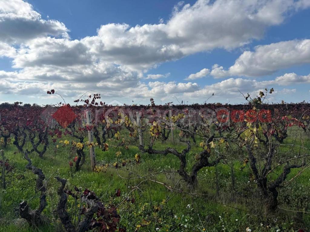 immagine annuncio 4 di 14