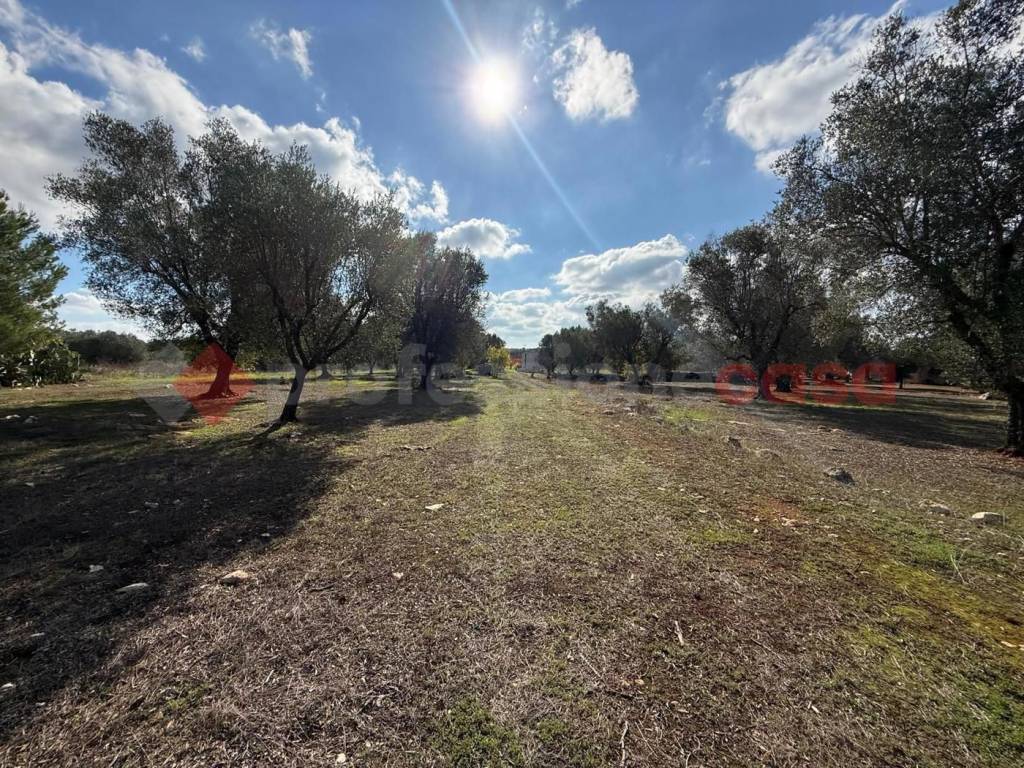 immagine annuncio 6 di 14