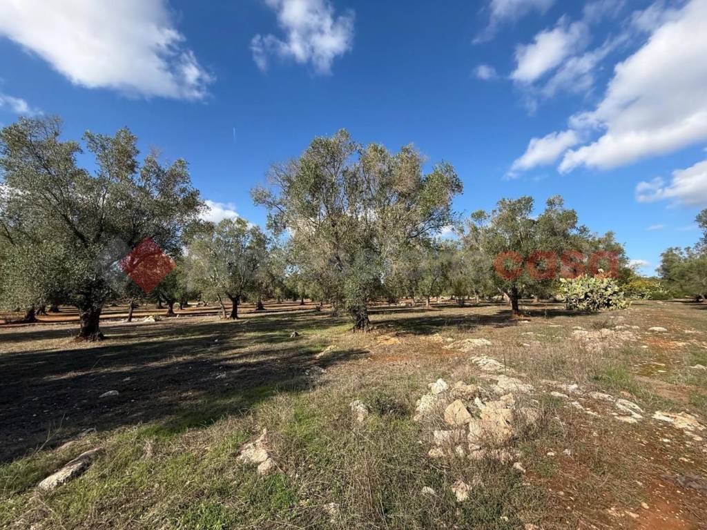 immagine annuncio 8 di 14