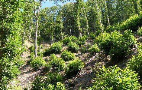 immagine annuncio 7 di 9