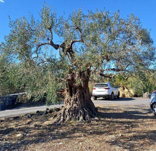 immagine annuncio 3 di 12