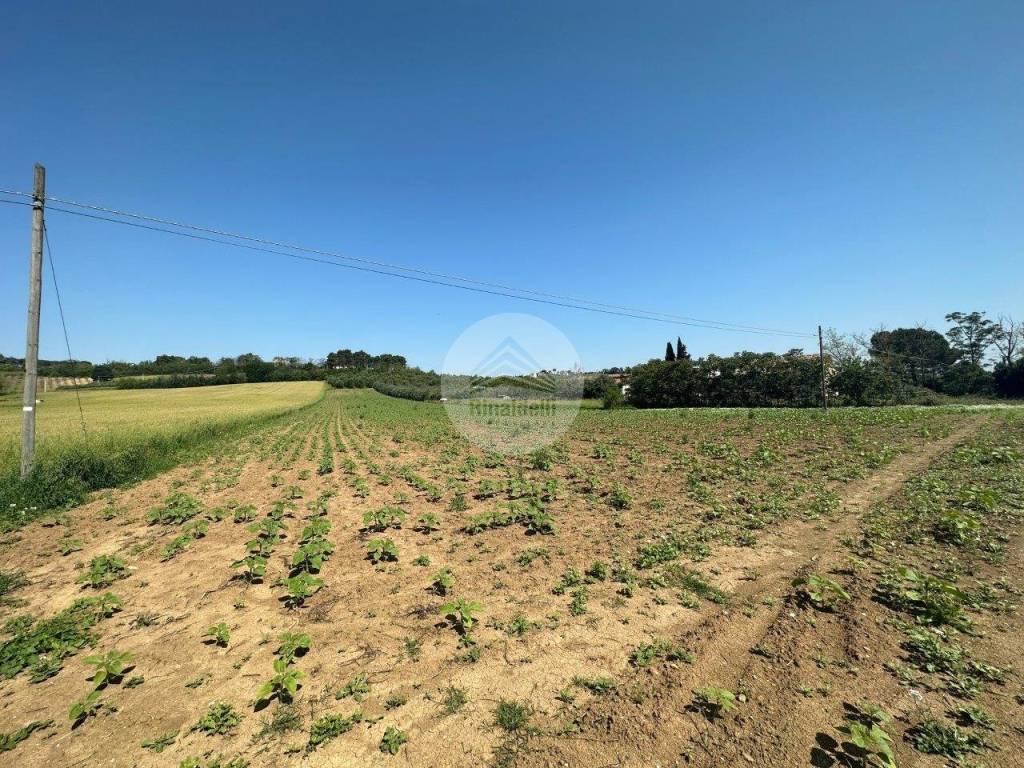 immagine annuncio 5 di 11