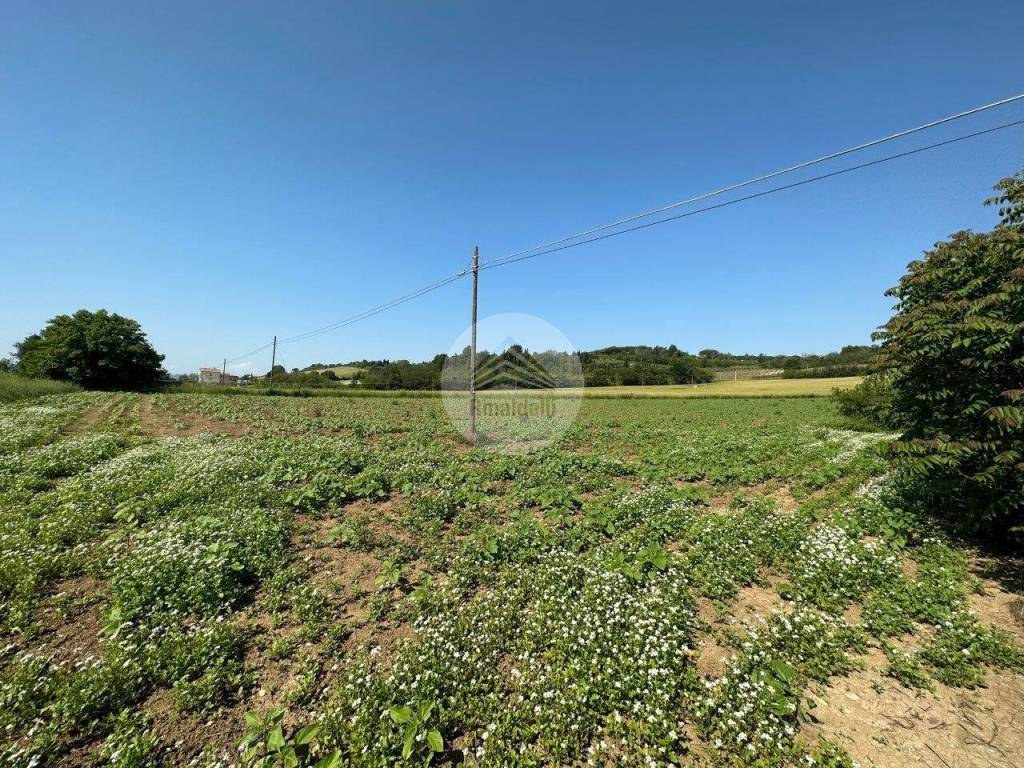 immagine annuncio 9 di 11