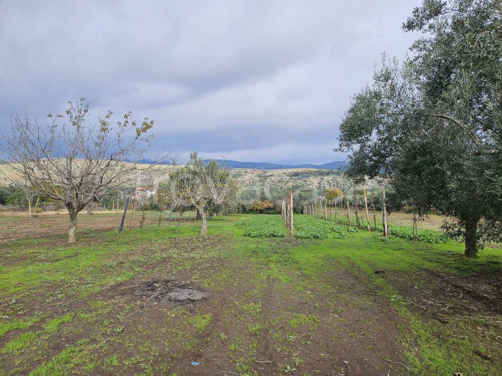 immagine annuncio 3 di 11