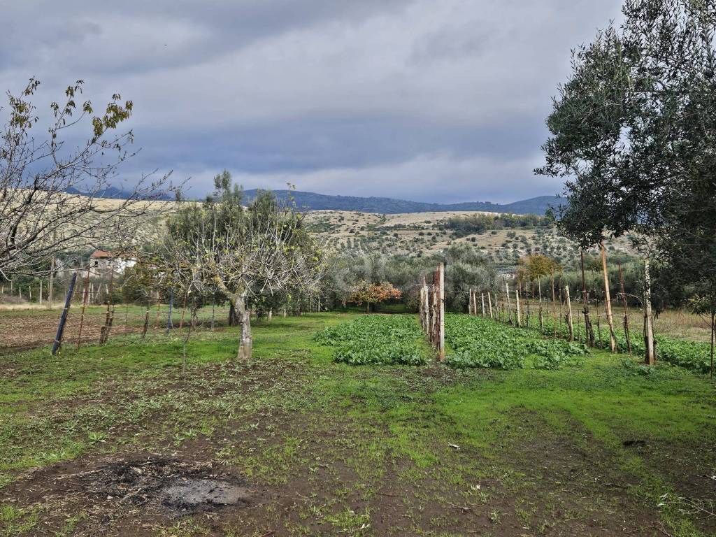 immagine annuncio 4 di 11