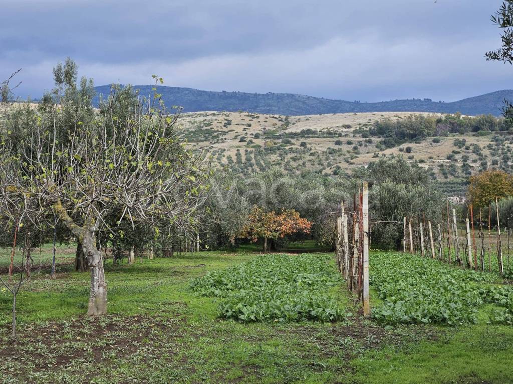 immagine annuncio 5 di 11