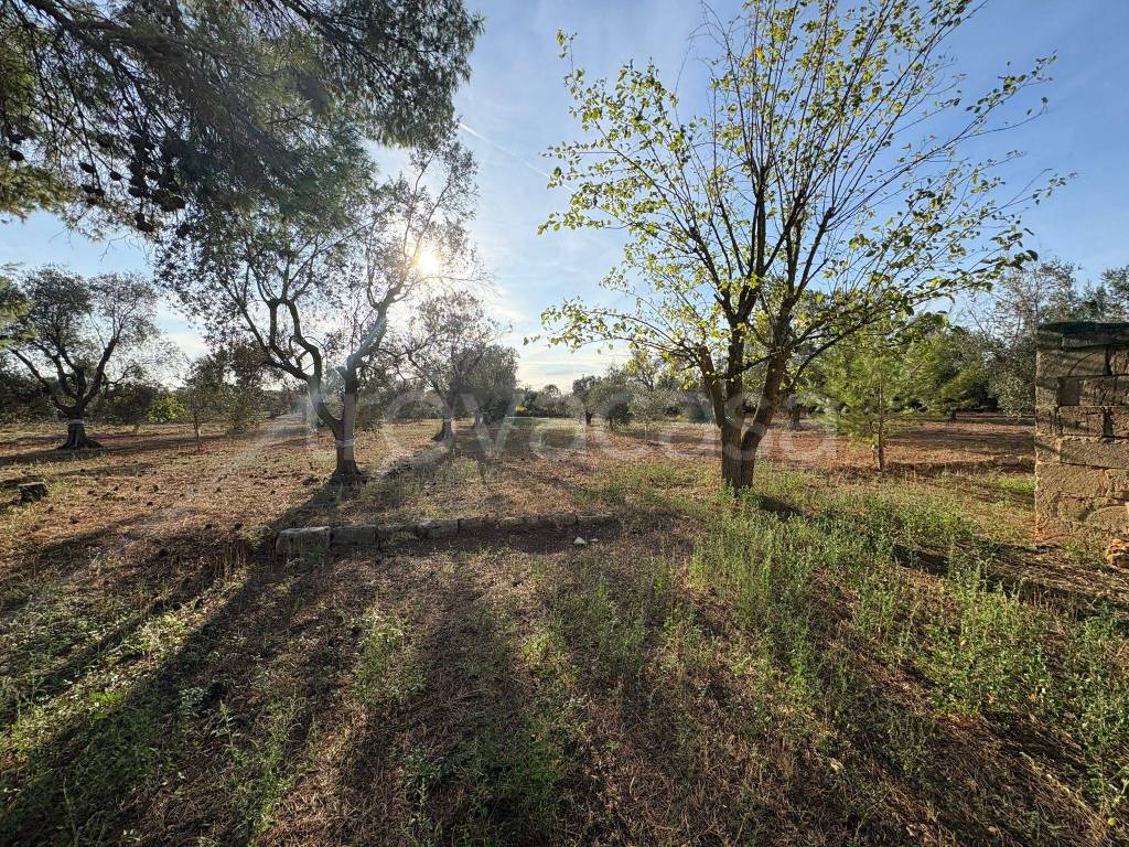 immagine annuncio 3 di 8