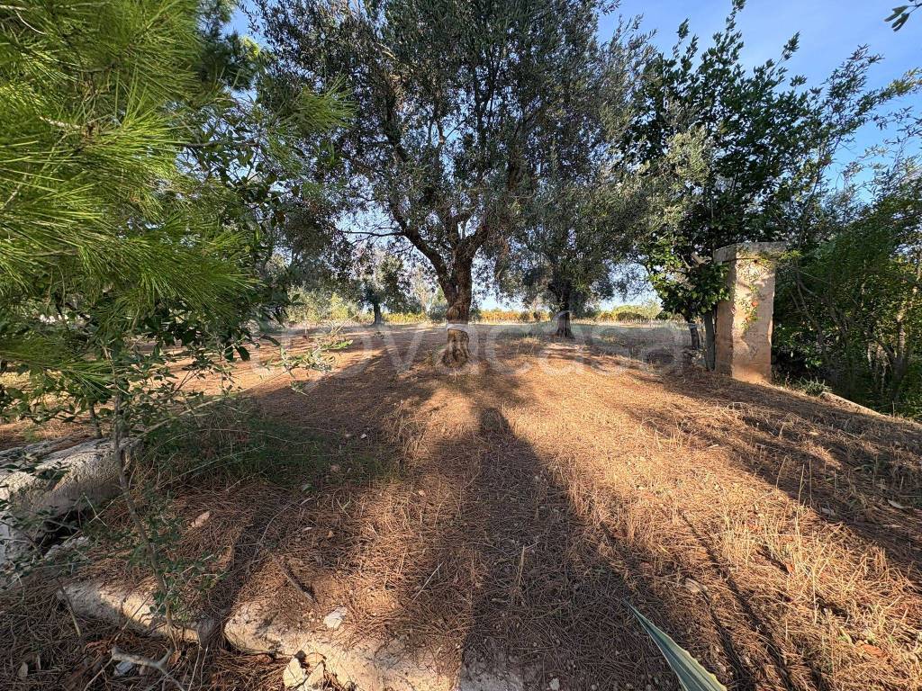 immagine annuncio 6 di 8