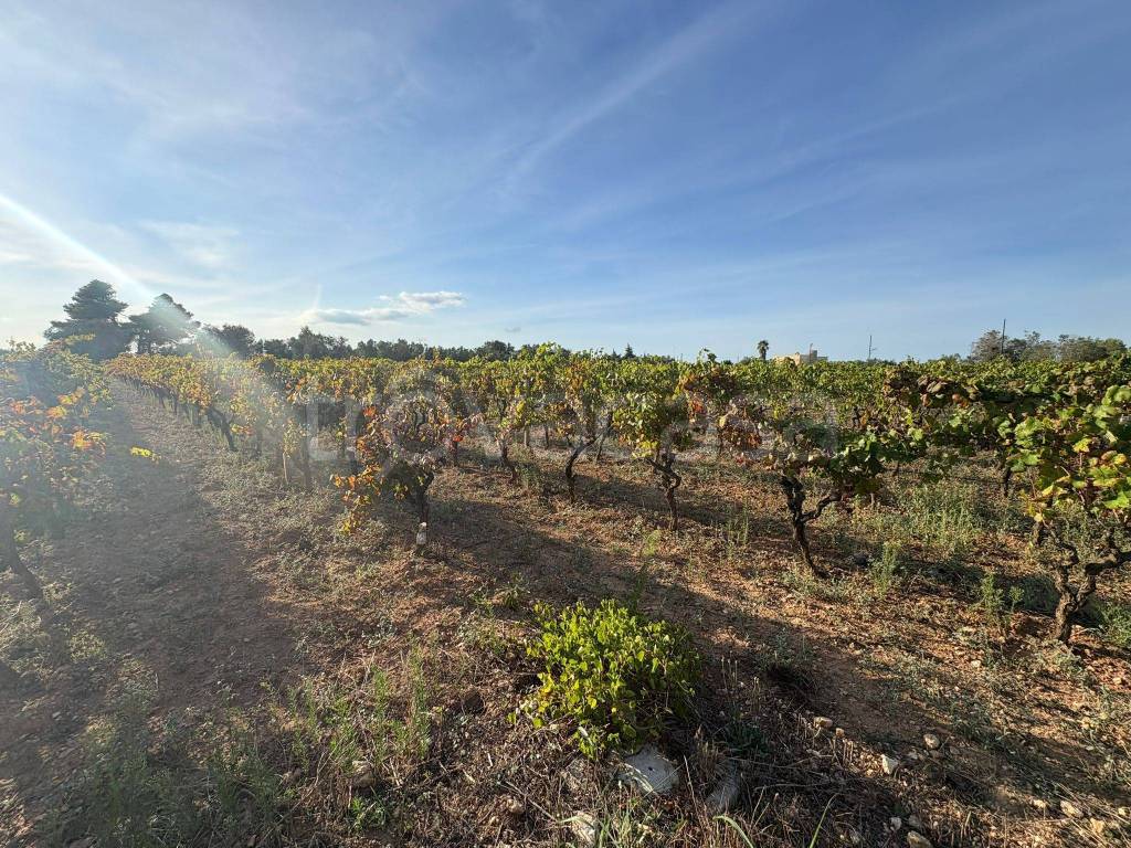 immagine annuncio 7 di 8