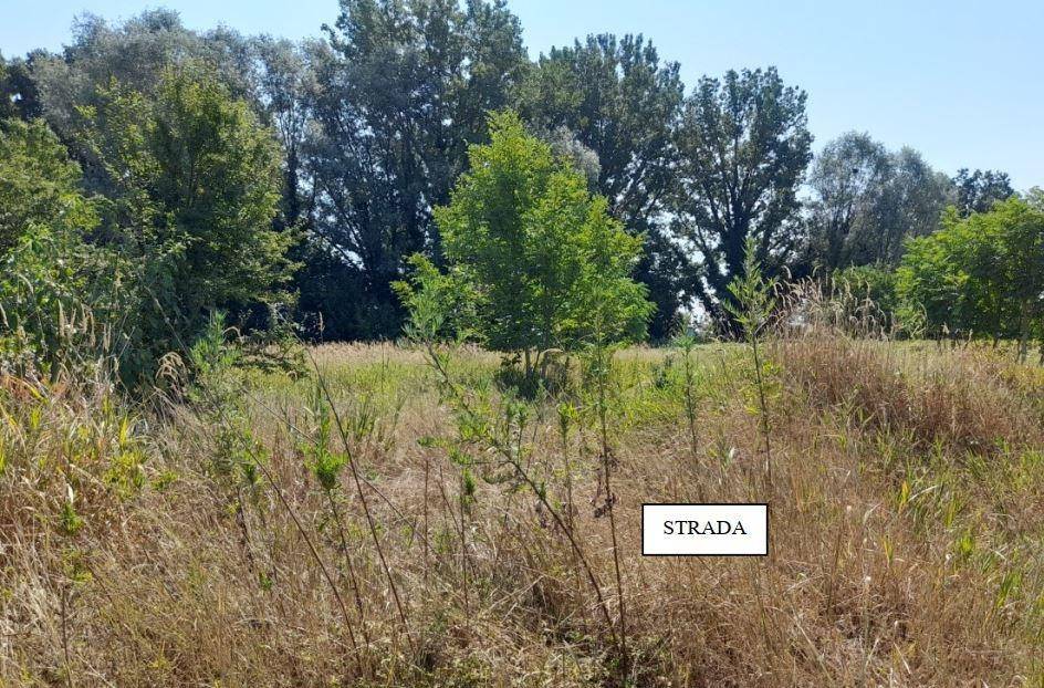 immagine annuncio 5 di 14