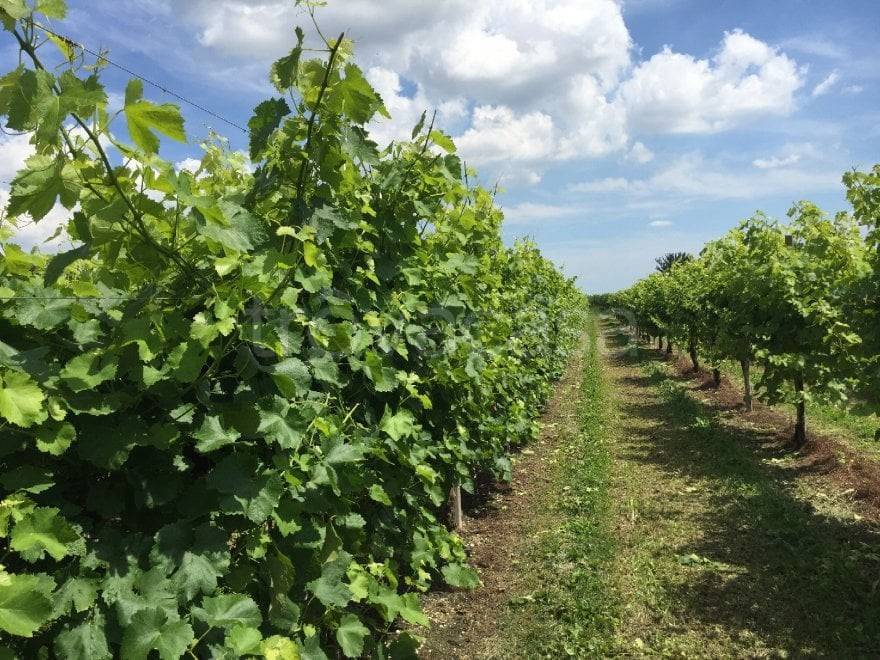 immagine annuncio 3 di 6