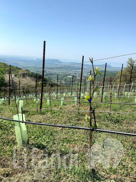 immagine annuncio 5 di 8