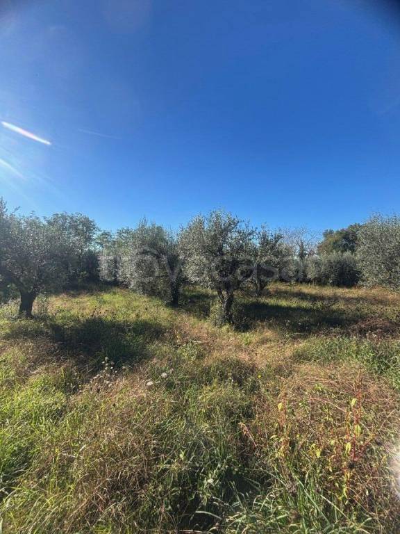 immagine annuncio 3 di 6